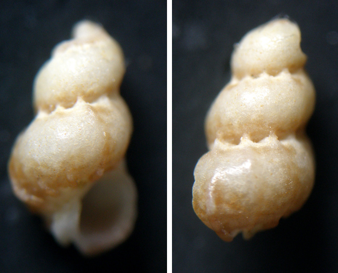 Moncone di Opalia crenata?